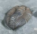 Flexicalymene Retrorsa Trilobite #2297-3